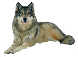 Wolf PNG-23174